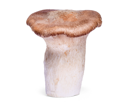 Kraljevska bukovača