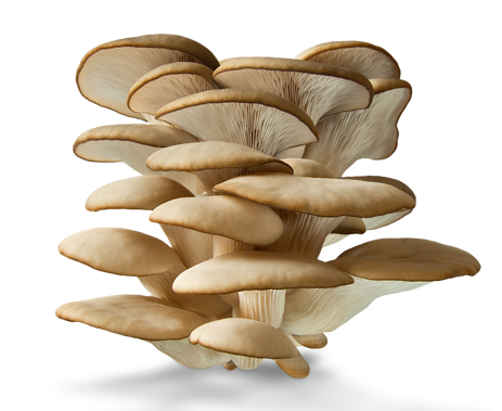 Staroplaninska bukovača