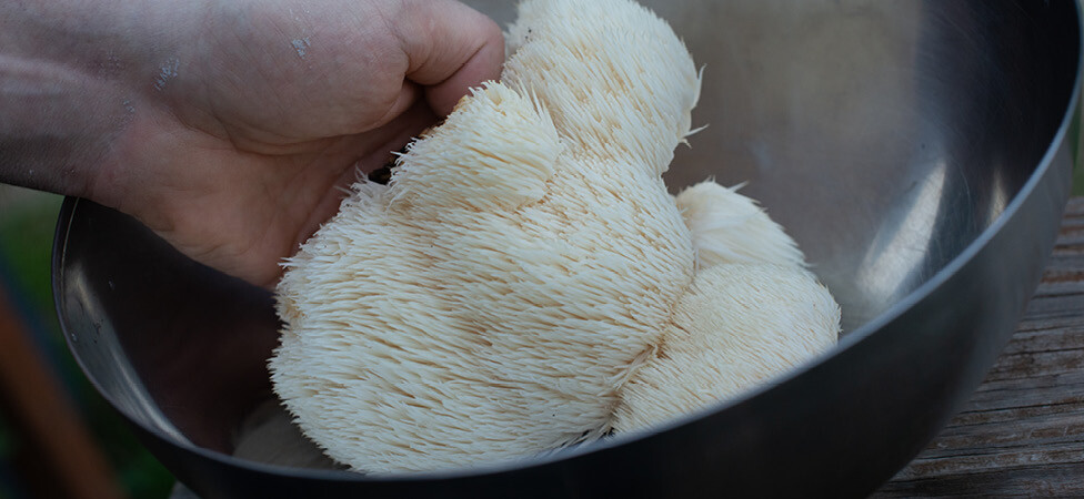 Nuggets od lavlje grive