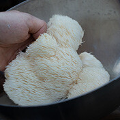 Nuggets od lavlje grive