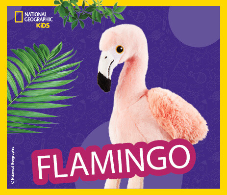 Flamingos