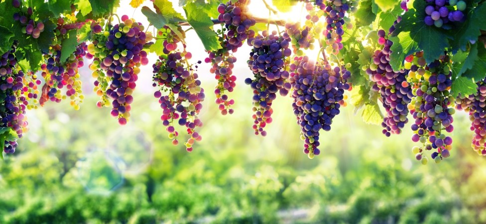 IDEA podržala 59. Dane berbe grožđa u Vršcu