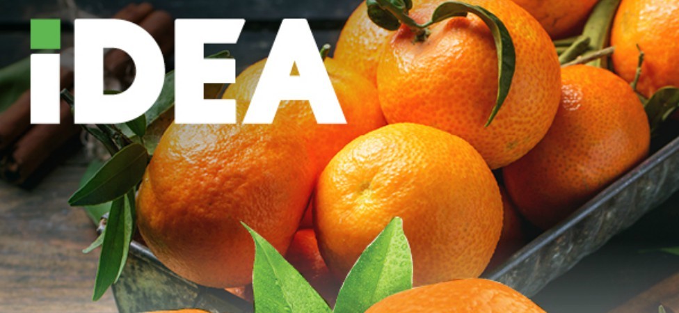 PRVE MANDARINE U KOMŠILUKU