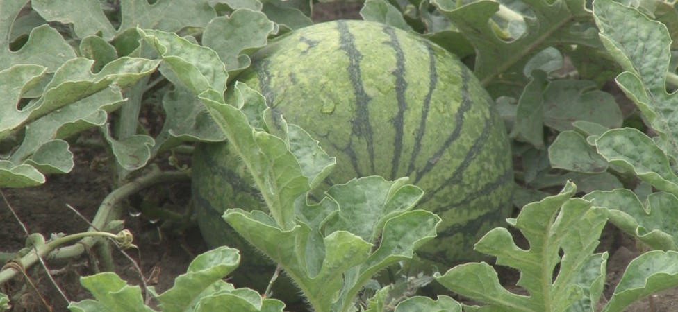 „Slatka mala“ iz Srbije