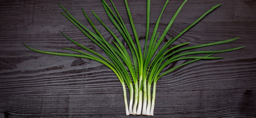 Obavezno jedite perca mladog luka, jako su zdrava!