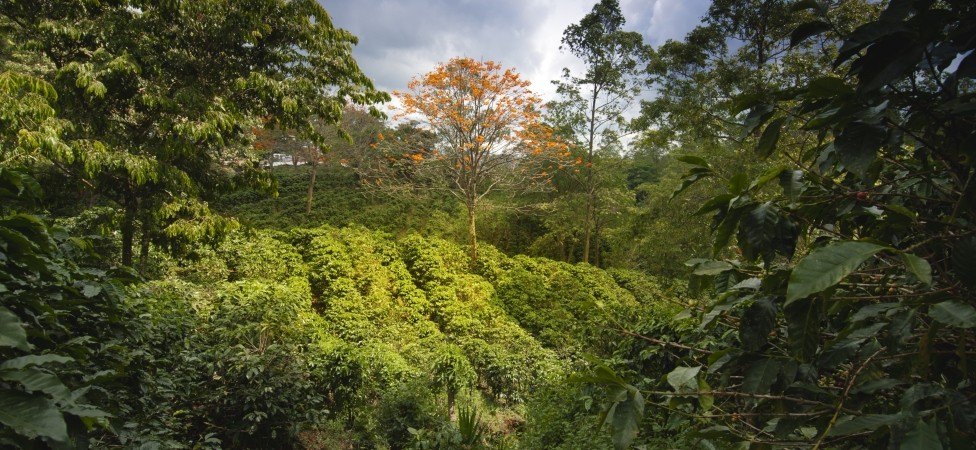 Kako jutarnju kafu učiniti zdravijom?