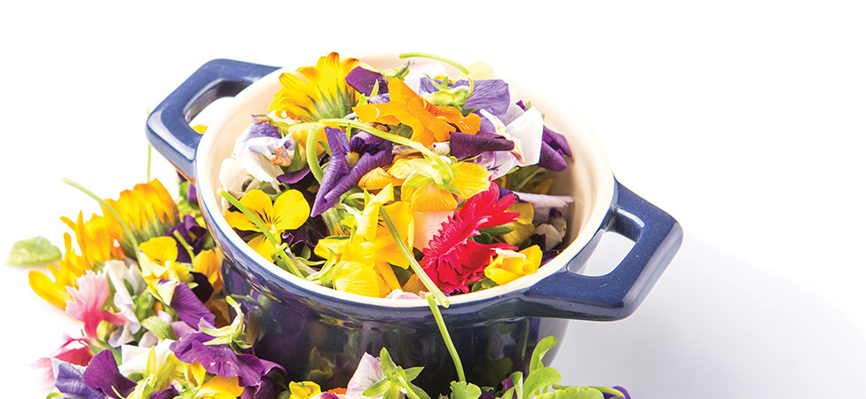 Mikro biljke - minijaturne, a moćne