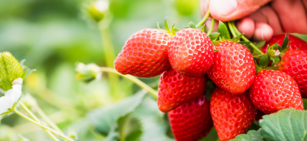 To slatko voće, crveno, ukusno, zdravo!