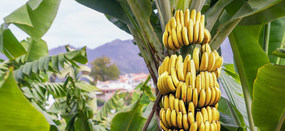 Sjajna ponuda organskih banana iz Ekvadora