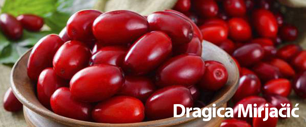DRAGICA MIRJAČIĆ - Budi zdrav kao drijen